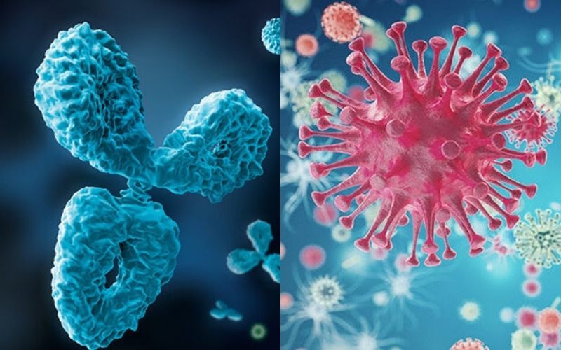 Kháng nguyên là gì? Sự khác biệt giữa kháng nguyên và kháng thể 4
