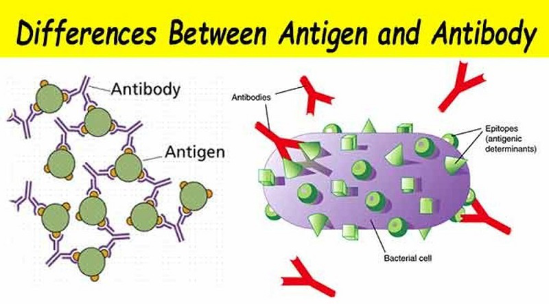 Kháng nguyên là gì? Sự khác biệt giữa kháng nguyên và kháng thể 5