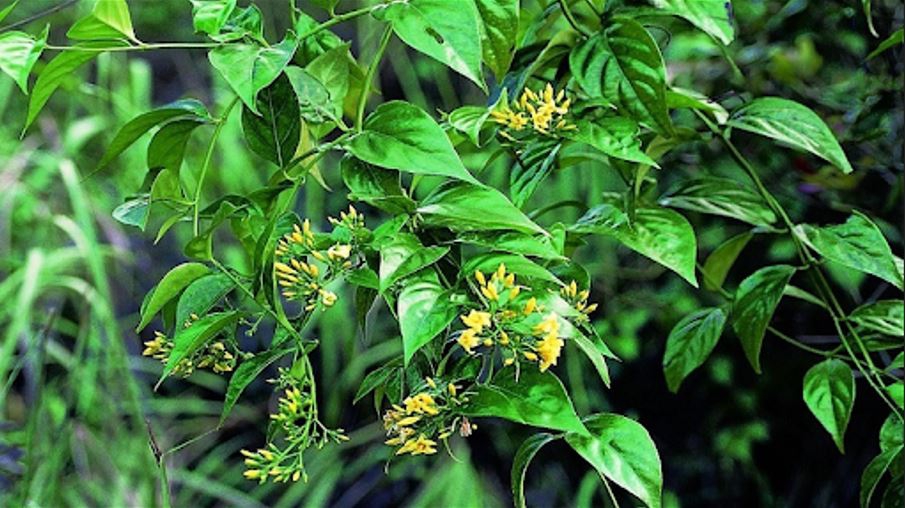 Lá ngón: Chất độc chết người ở vùng núi và cách cấp cứu ngộ độc lá ngón hiệu quả