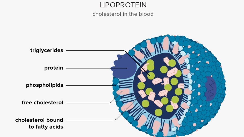 Lipoprotein: "Chìa khóa vàng" cho sức khỏe tim mạch