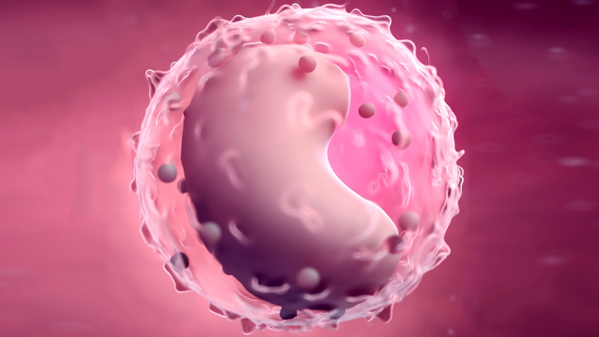 Lymphocytes là gì? Ý nghĩa của chỉ số Lymphocytes