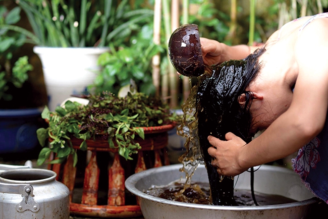 Tìm hiểu cách nấu dầu gội trị rụng tóc hiệu quả với trắc bá diệp