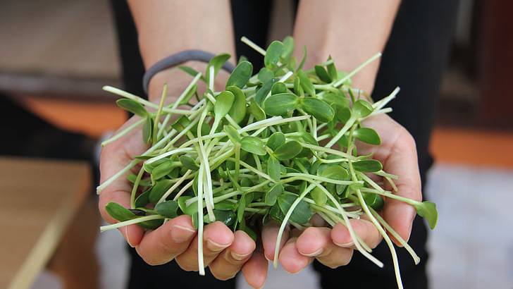 Mầm hướng dương và những lợi ích sức khỏe ít người biết 4