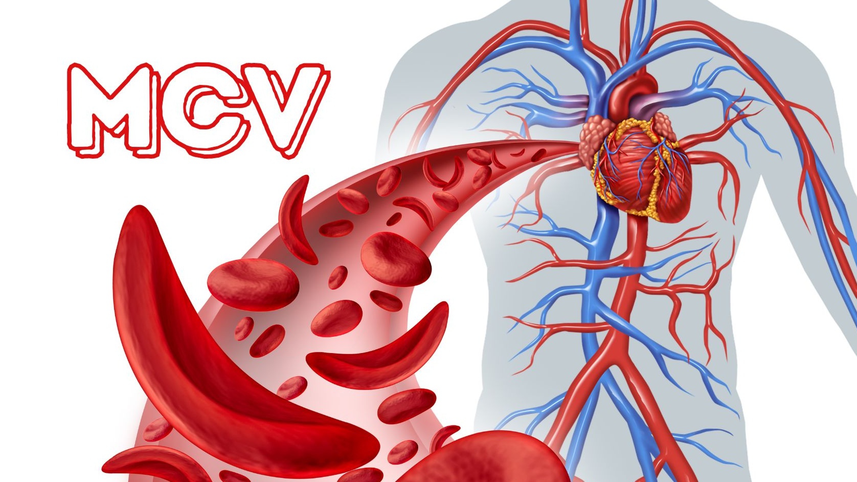 MCV trong xét nghiệm máu là gì? MCV cao hay thấp có ý nghĩa gì?