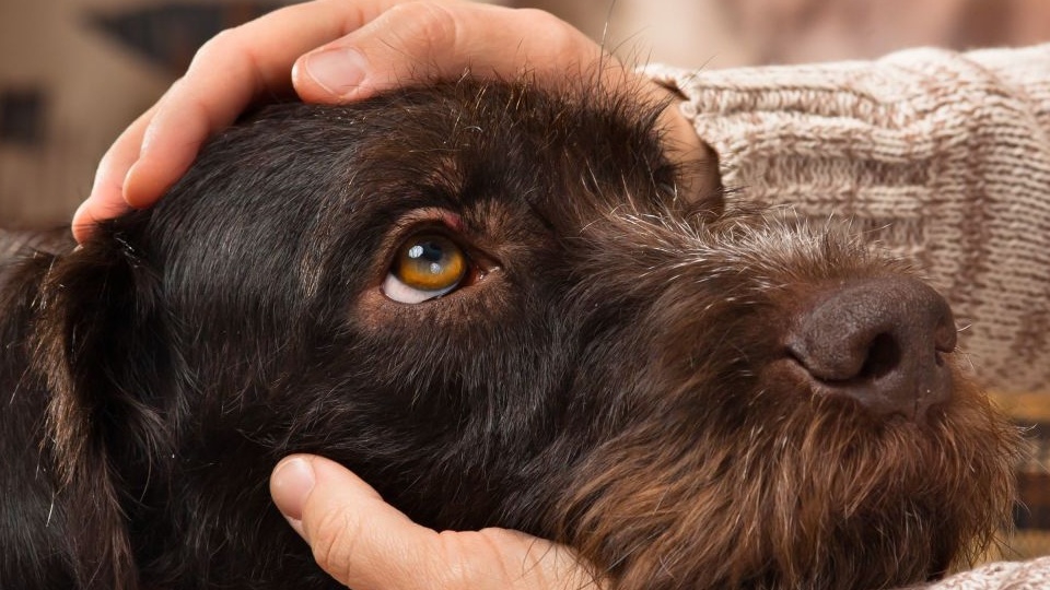 Tìm hiểu sán chó nổi mề đay và cách điều trị