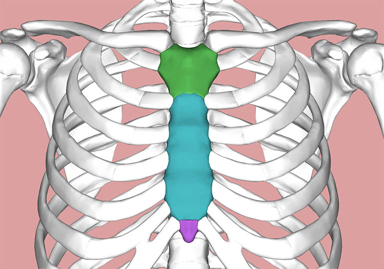 kết nối xương ức và xương sườn với nhau 2