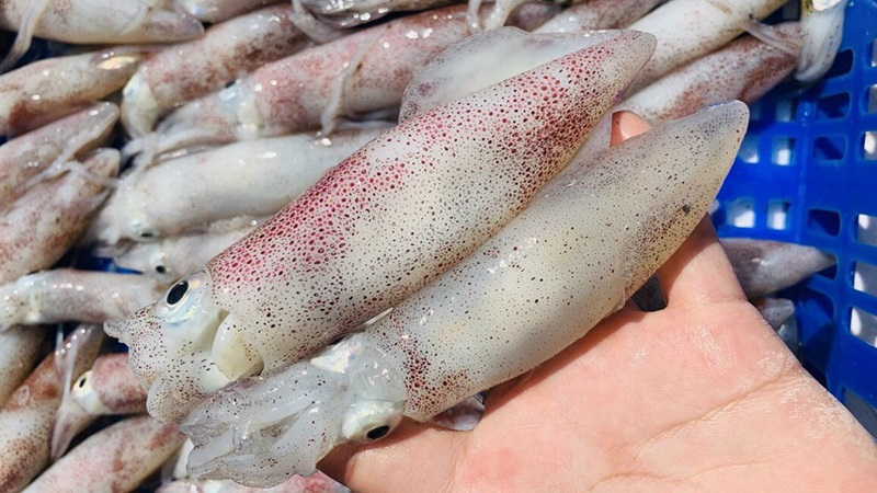 Mực trứng: Thành phần dưỡng chất, lợi ích và cách dùng 1