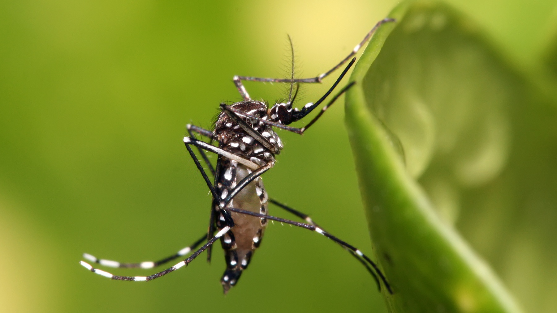 Muỗi Aedes aegypti gây nên bệnh gì?