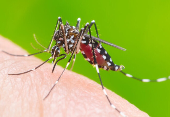 muoi-aedes-truyen-benh-sot-xuat-huyet-dengue 2.jpg