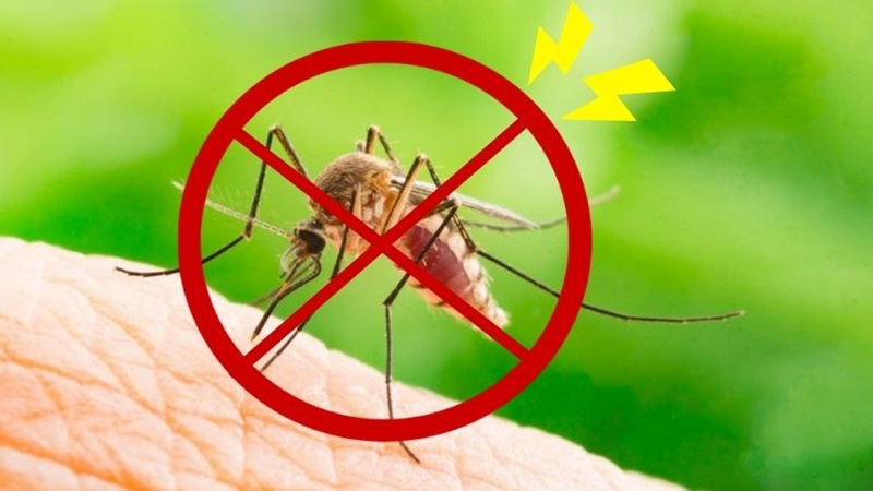 Muỗi thường và những điều có thể bạn chưa biết 3