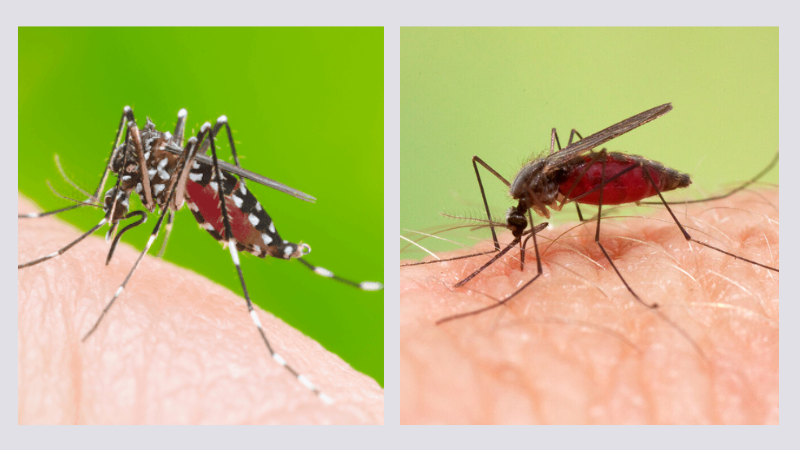 Muỗi thường và những điều có thể bạn chưa biết 5