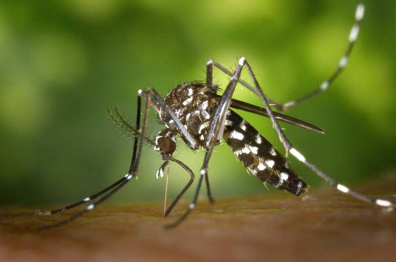Các loại muỗi ở Việt Nam bạn nên biết 1