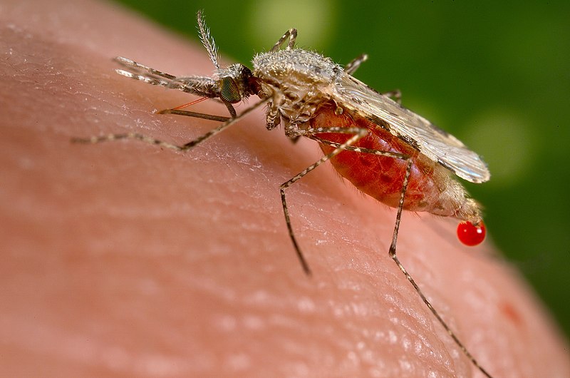 Các loại muỗi ở Việt Nam bạn nên  biết 3