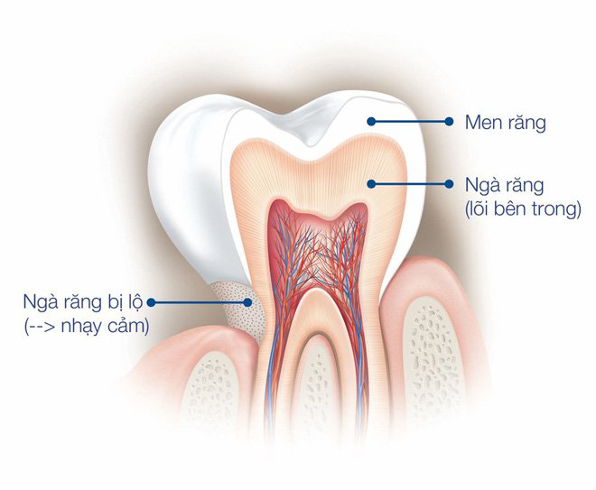 Ngà răng là gì? Vai trò của ngà răng  2