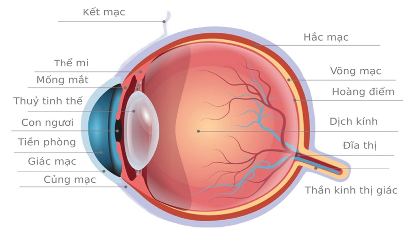 Nhãn cầu: Cấu tạo, chức năng và các bệnh lý liên quan 1