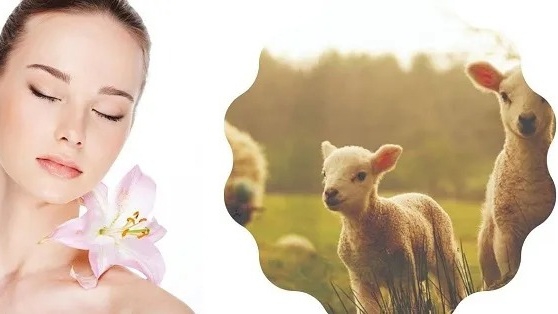 Nhau thai cừu có khả năng cấp nước và dưỡng chất cho da không?
