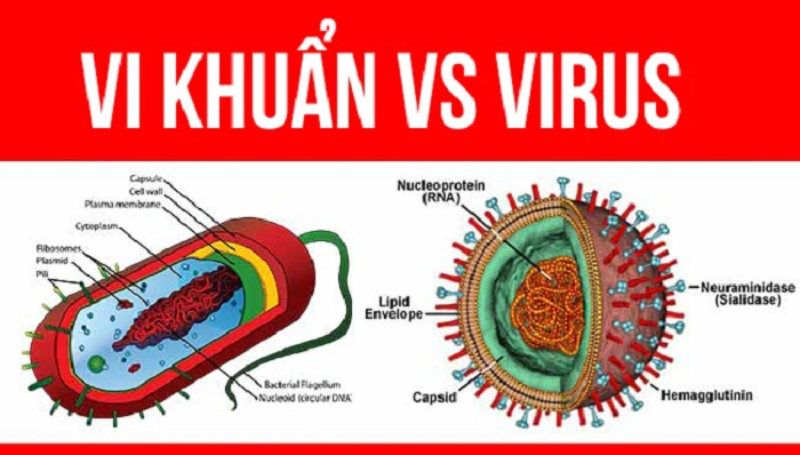 Nhiễm trùng do vi khuẩn và virus khác nhau hoàn toàn, bạn có biết? 3