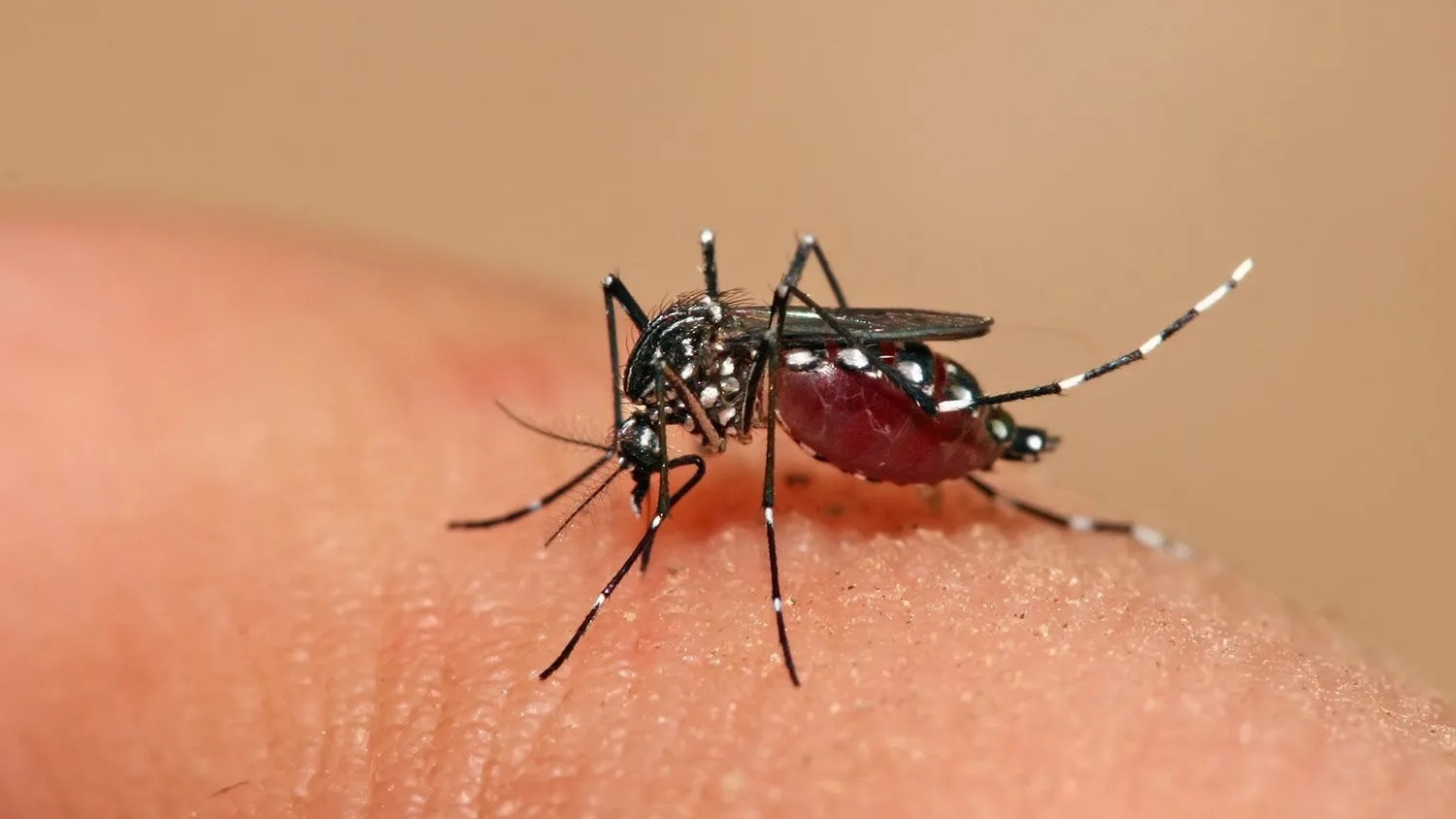 Những loài muỗi nào chủ yếu tấn công nhóm máu O?
