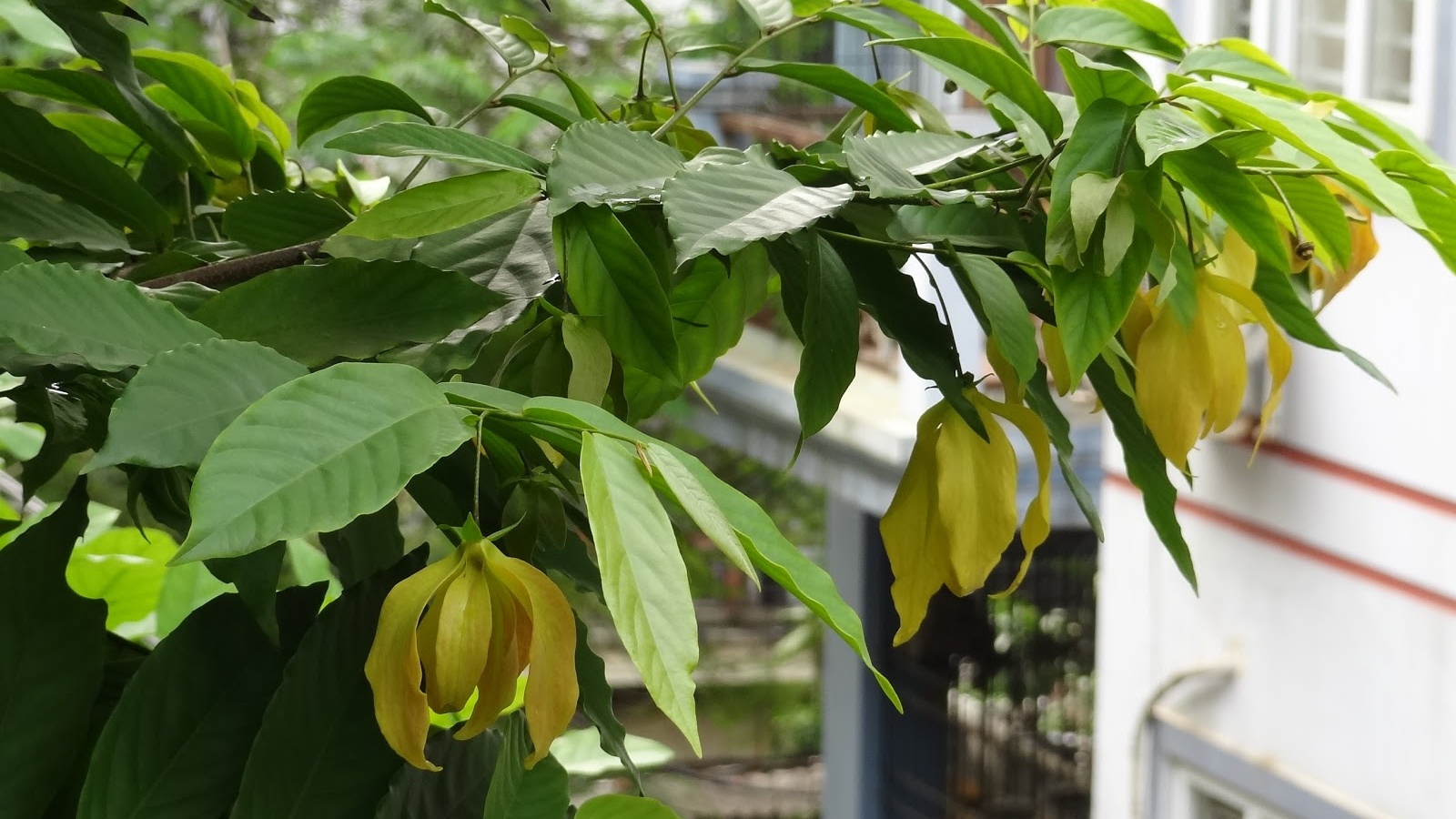 Những bài thuốc chữa bệnh từ cây hoa dẻ