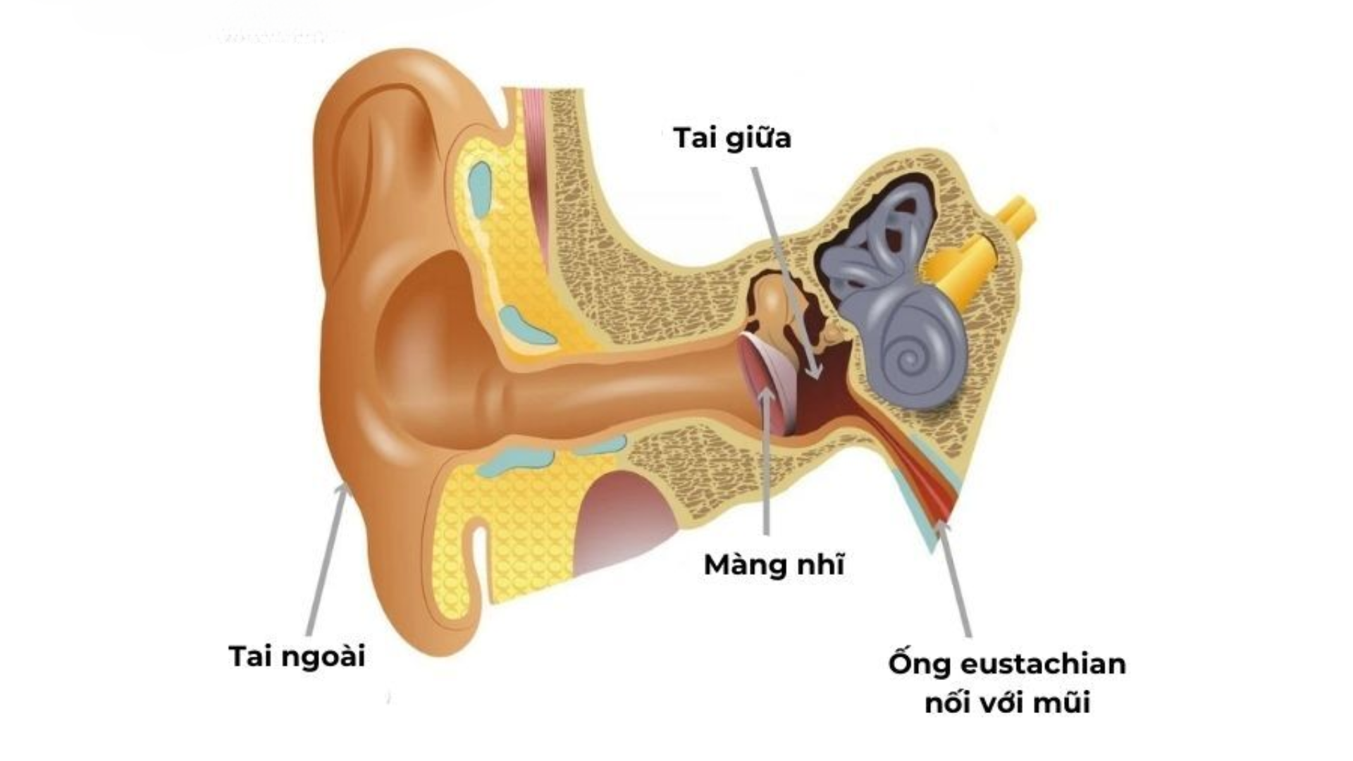 Phẫu thuật nội soi vá nhĩ và những điều bạn cần biết