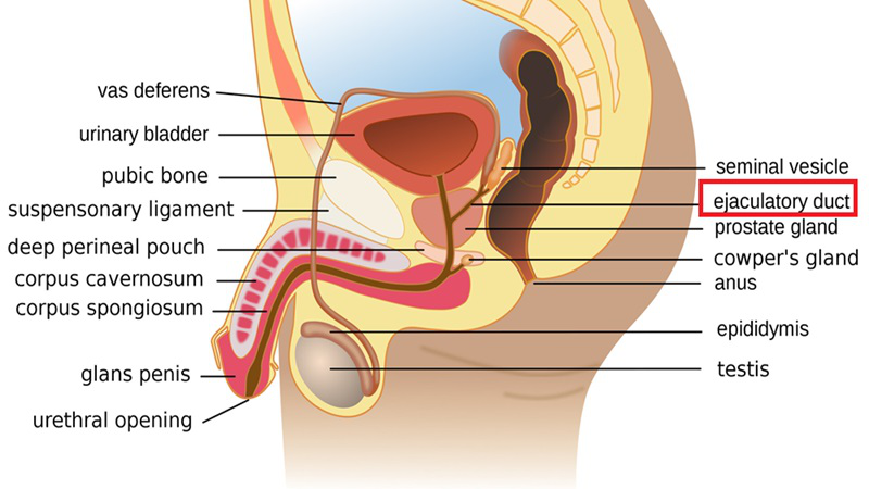 Ống phóng tinh: Cấu tạo, chức năng và bệnh lý phổ biến nhất 1