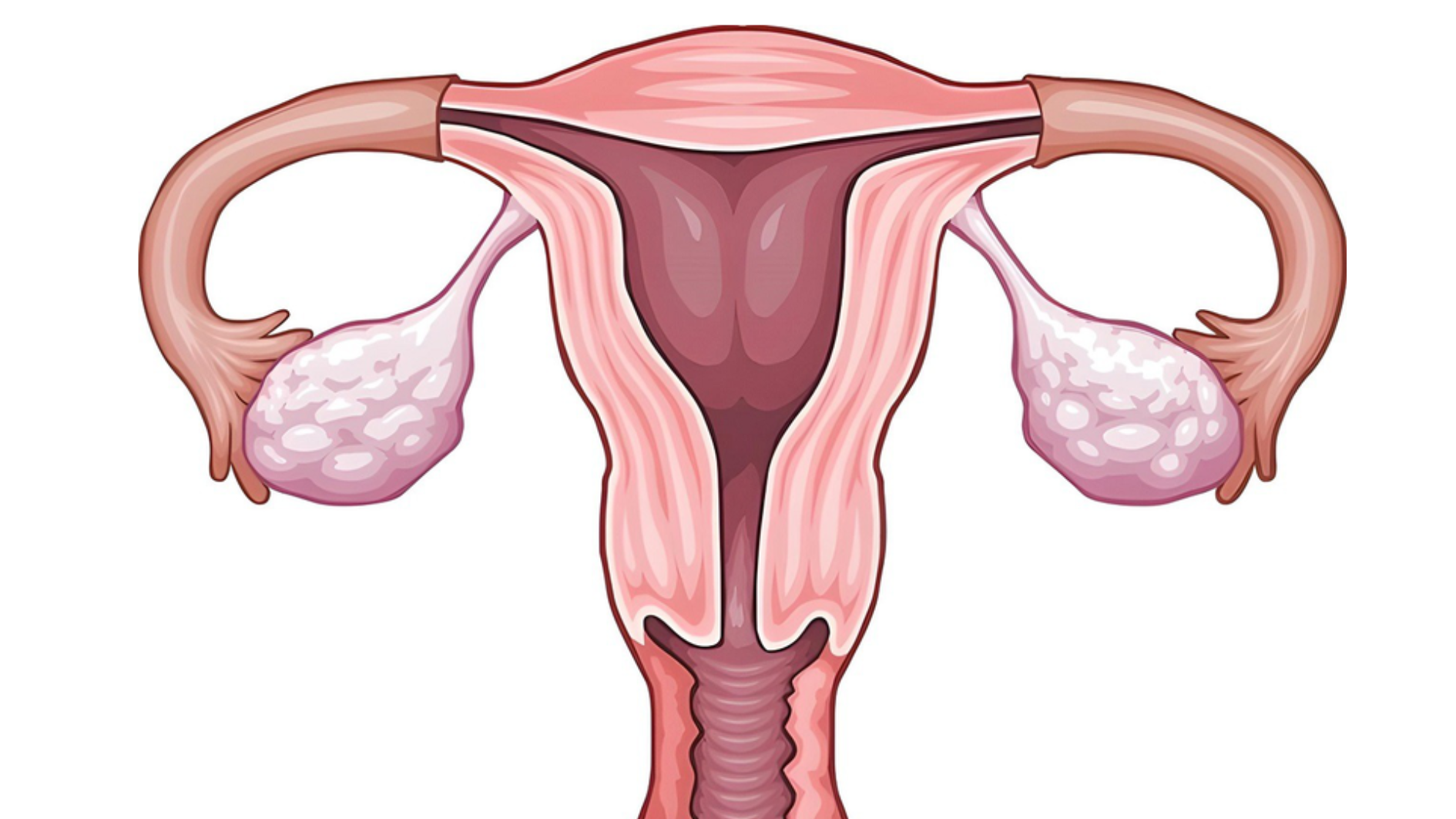 Ovary là gì? Cấu tạo và chức năng của bộ phận này