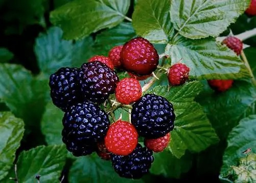raspberry-la-trai-gi-cac-loi-ich-ve-suc-khoe-cua-raspberry 1.jpg