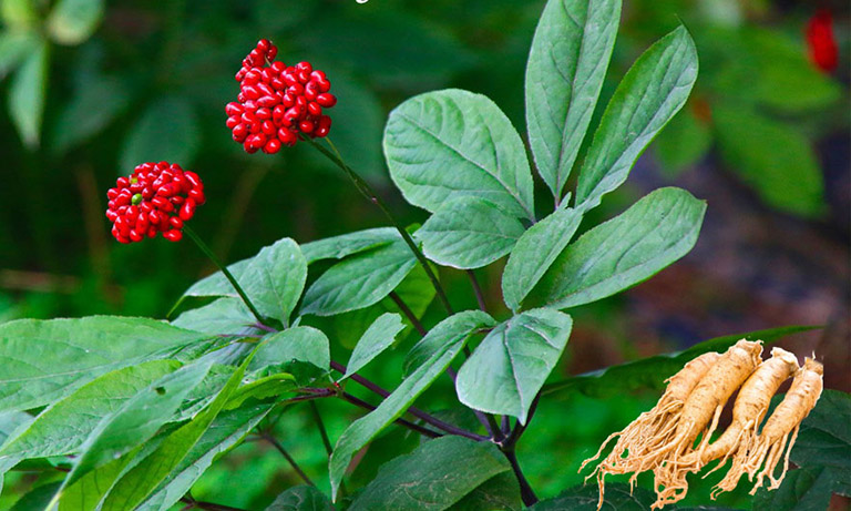 Cây Sâm Cao Ly - Panax ginseng C. A. Mey