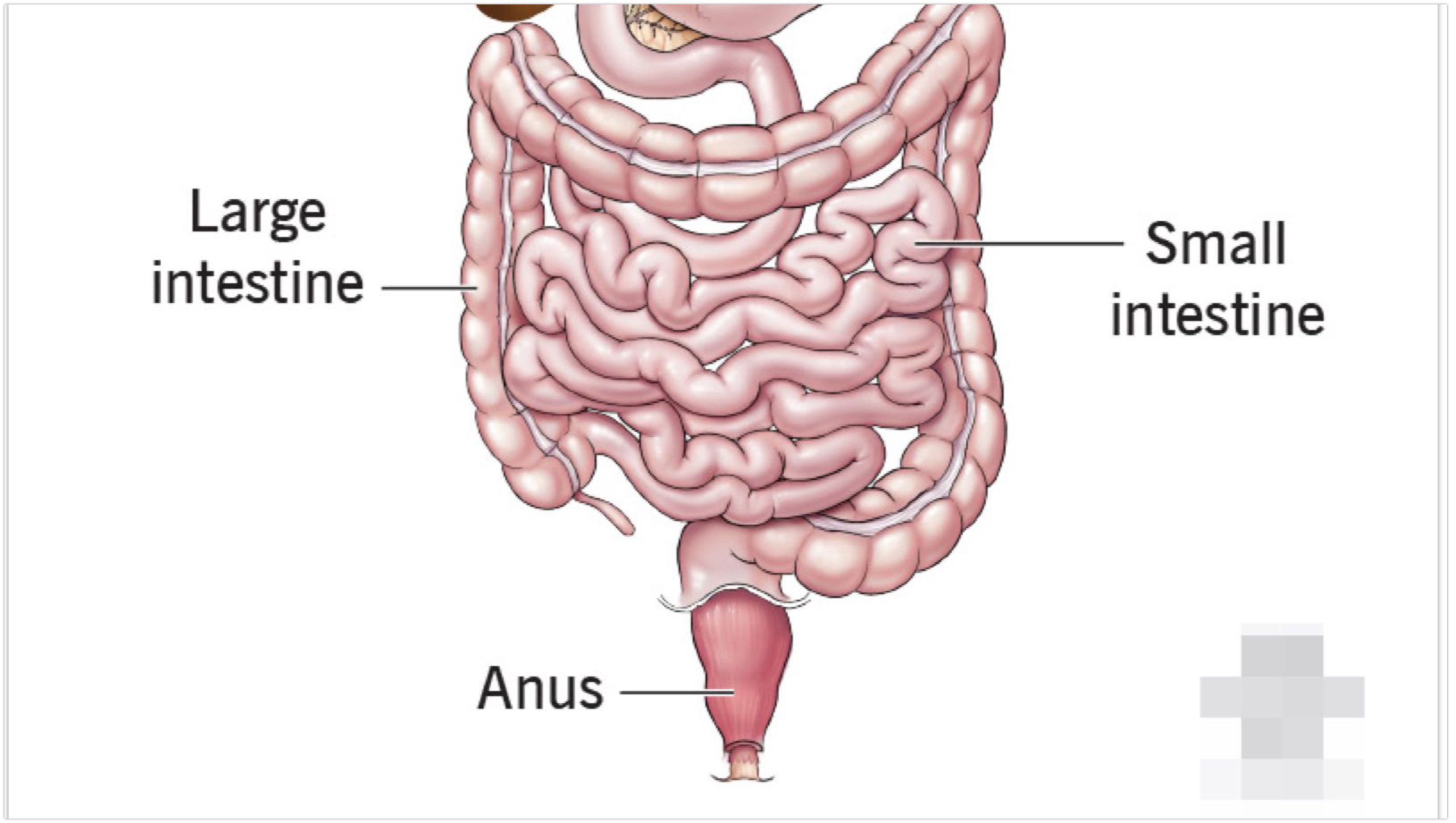 Small intestine là gì? Các bệnh lý thường gặp ở small intestine