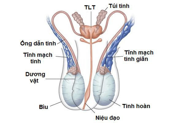 Siêu âm bìu 01