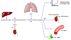 Angiotensin Aldosterone có vai trò gì trong điều hòa thể tích máu và huyết áp?