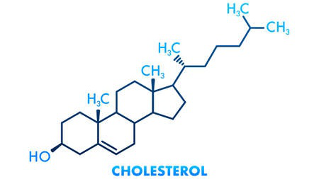 cau-tao-cholesterol-co-lien-quan-gi-den-vai-tro-cua-thanh-phan-nay-trong-co-the 1