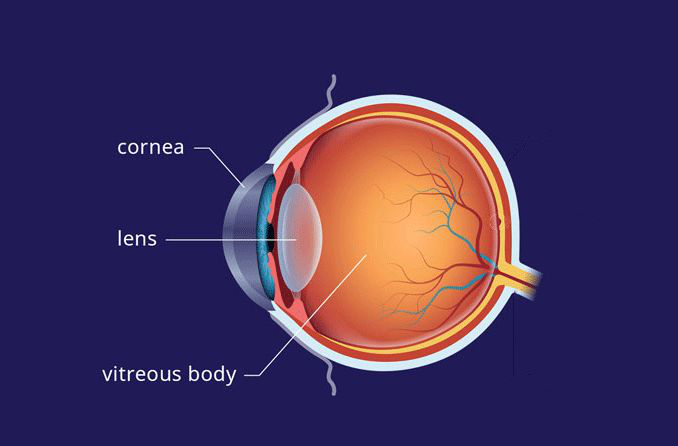 Cấu tạo của thuỷ tinh thể bao gồm những gì? Vai trò của thủy tinh thể đối với mắt? 1