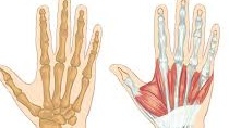 Giải phẫu cổ bàn tay bao gồm bao nhiêu xương cổ tay?
