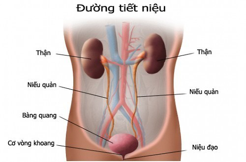 Cách nhận biết điểm đau niệu quản  1