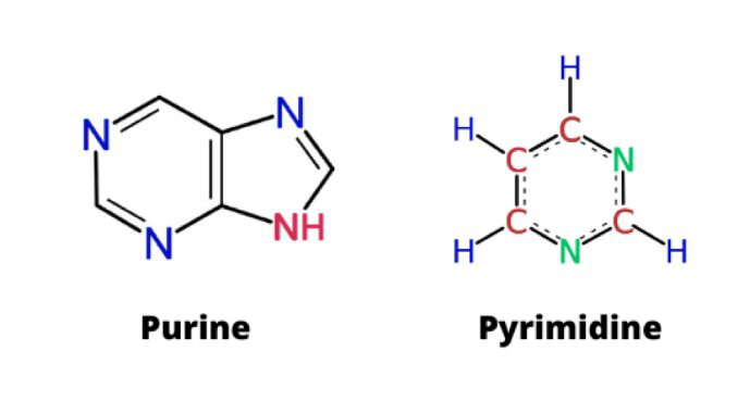 Purine là gì? Pyrimidine là gì? Tổng quan về rối loạn chuyển hóa Purine và Pyrimidine 1