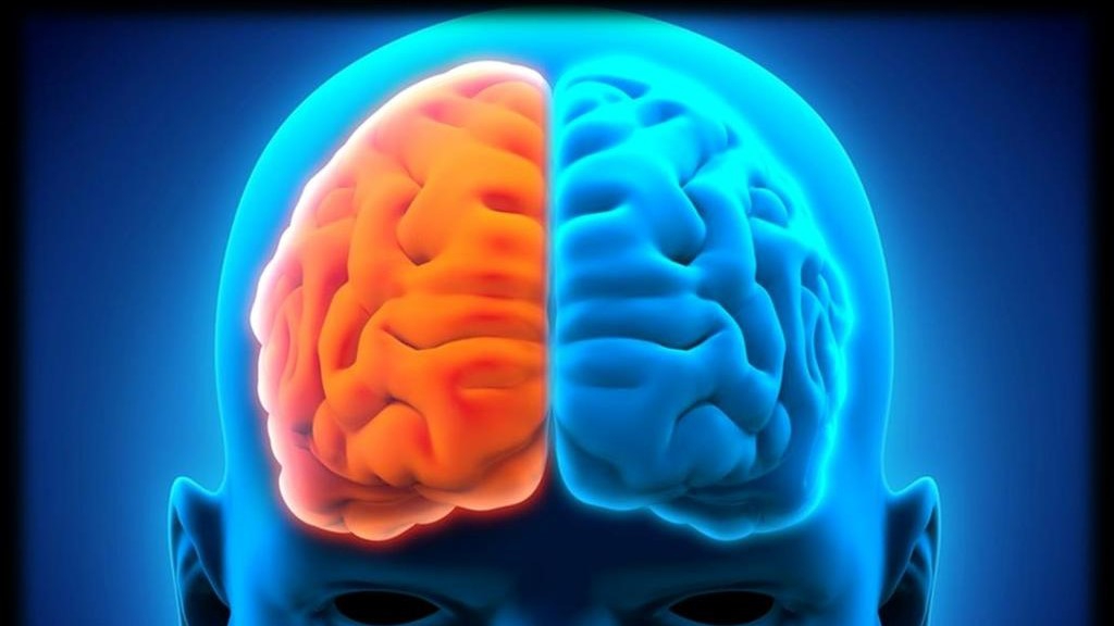 Sự khác nhau giữa các bộ phận của não phải và não trái là gì?
