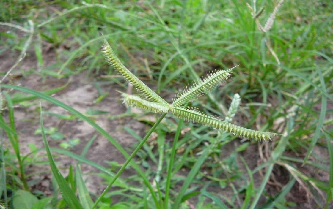 Cây Cỏ chân vịt
