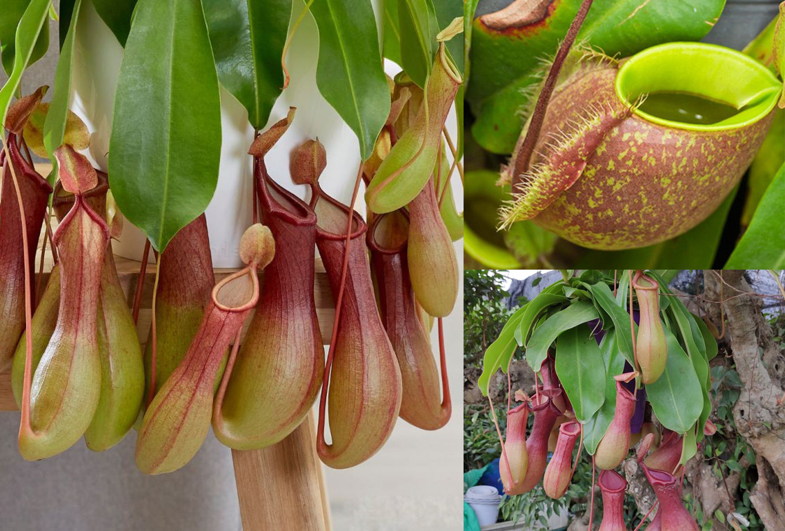 Cây Nắp ấm