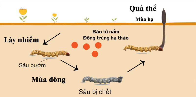 tac-dung-cua-dong-trung-ha-thao-voi-nguoi-cao-huyet-ap-va-mot-so-luu-y 2.jpg