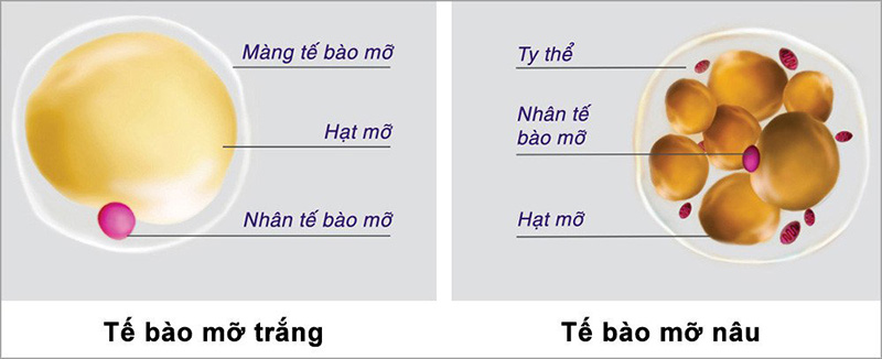 tam-nuoc-lanh-co-dot-calo-khong-3.jpg