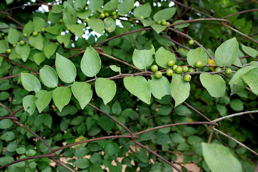 táo rừng 1