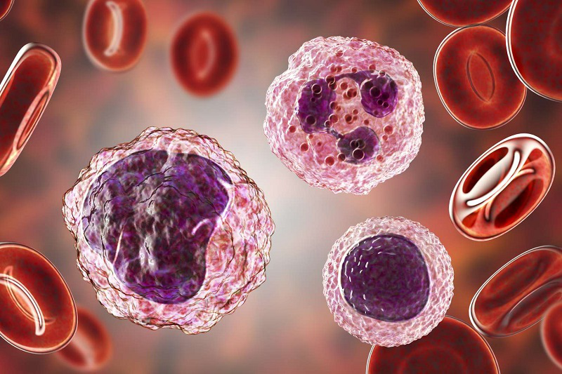 Tế bào lympho và những điều cần biết 3