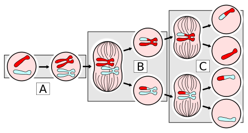 te-bao-sinh-duong-la-gi-ung-dung-te-bao-sinh-duong 3.png