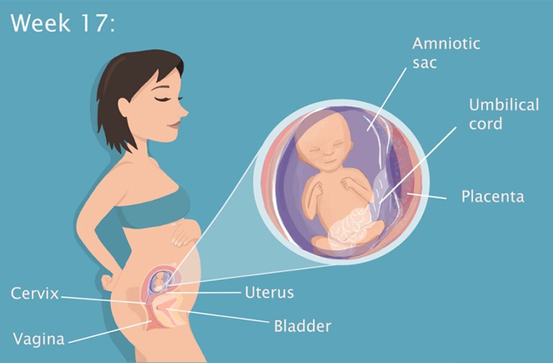 Thai 17 tuần phát triển như thế nào là bình thường? 2