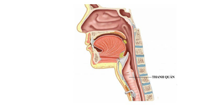 Thanh quản là gì? Thanh quản nằm ở đâu?