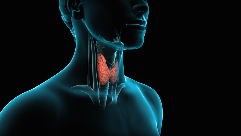 Thyroid là gì và những bệnh lý thường gặp 1