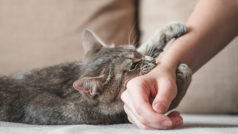Tiêm phòng dại ở đâu TPHCM an toàn và chất lượng? 2