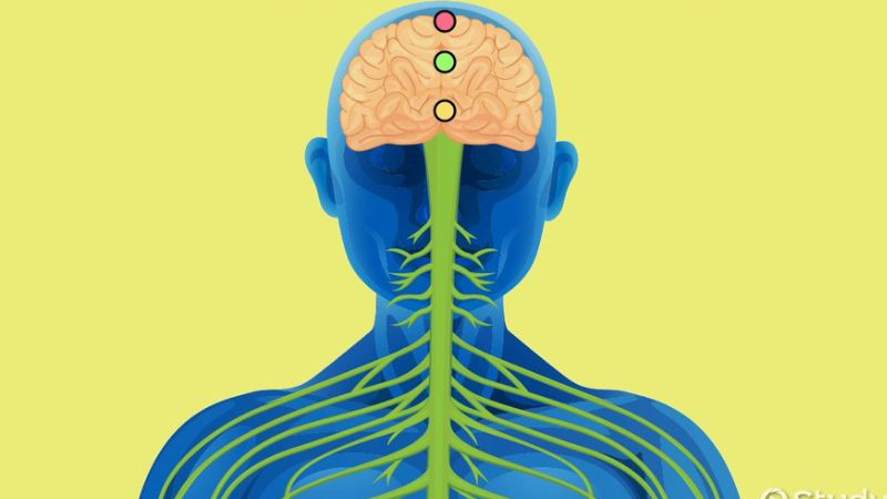 Vỏ não vận động bị ảnh hưởng như thế nào khi bị đột quỵ?2
