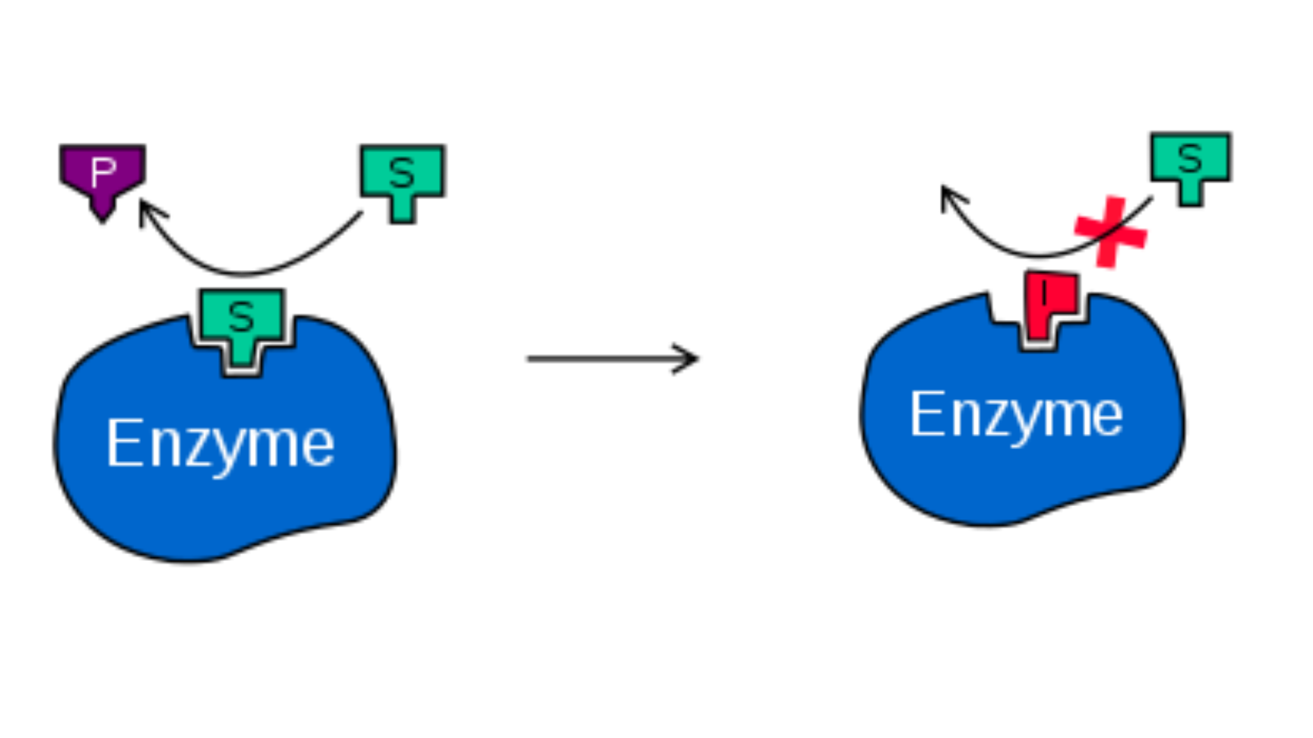 Enzyme thủy phân ứng dụng trong công nghệ thực phẩm: Tất tần tật những điều cần biết!